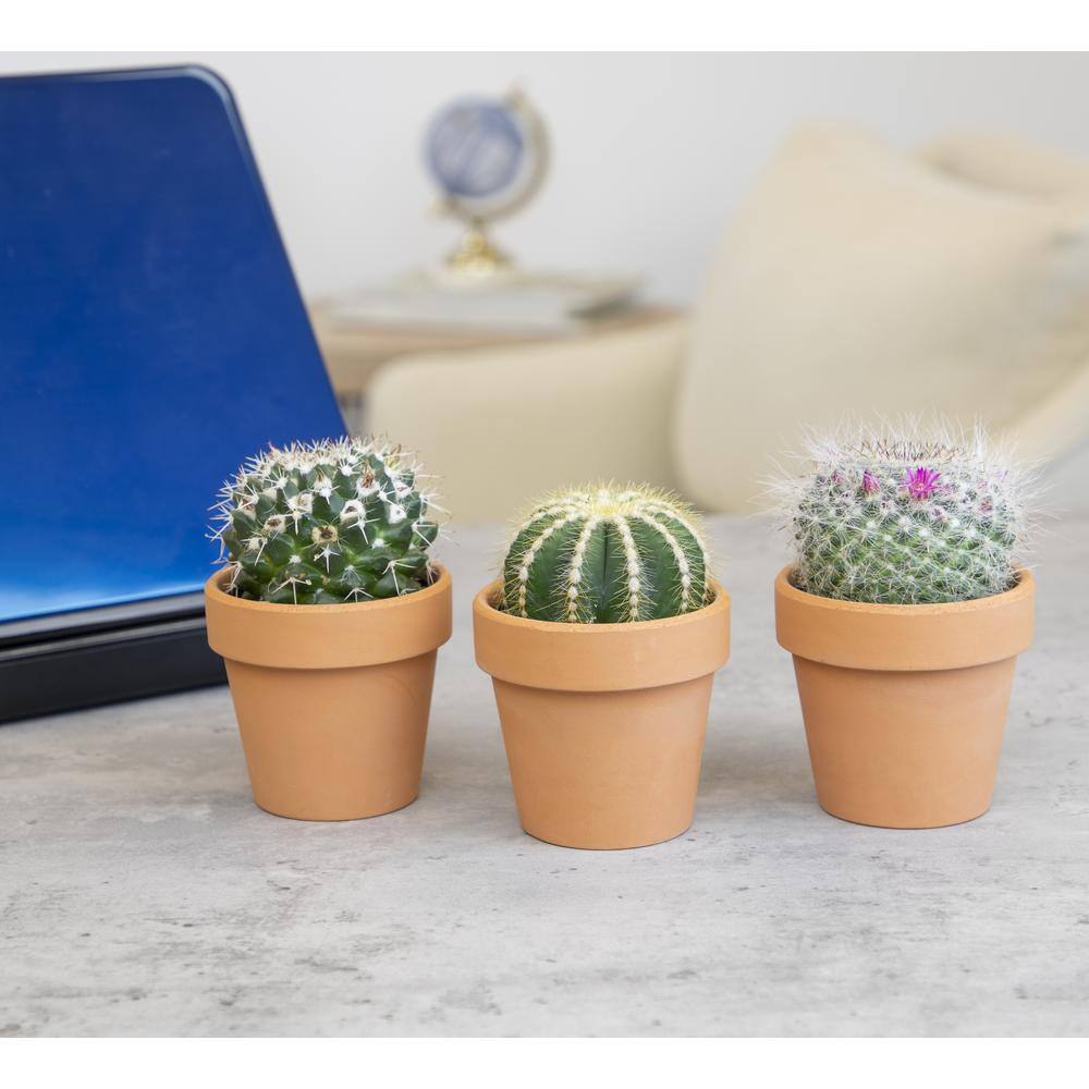 SMART PLANET 2.5 in. Assorted Cactus 3-Pack in Terra Cotta Clay Pot 0872533