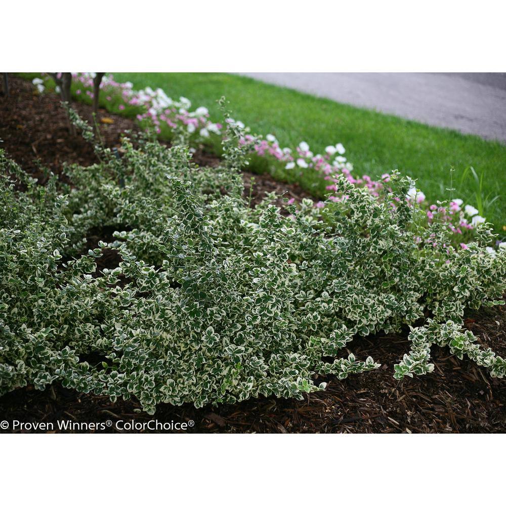 PROVEN WINNERS 1 Gal. White Album Wintercreeper (Euonymus) Live Shrub Green and White Foliage EUOPRC1036101