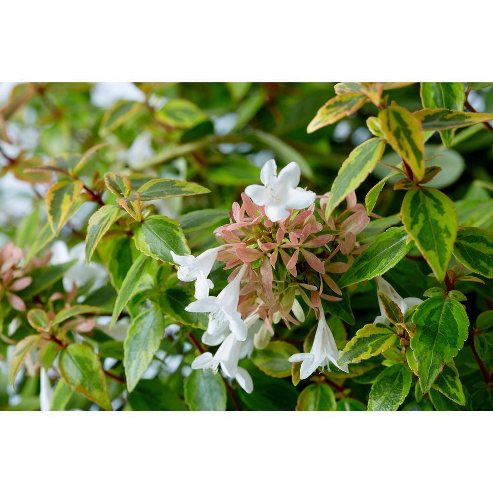 SEASON TO SEASON 2 Gal. Kaleidoscope Abelia Live Flowering Shrub with White Blooms 20777