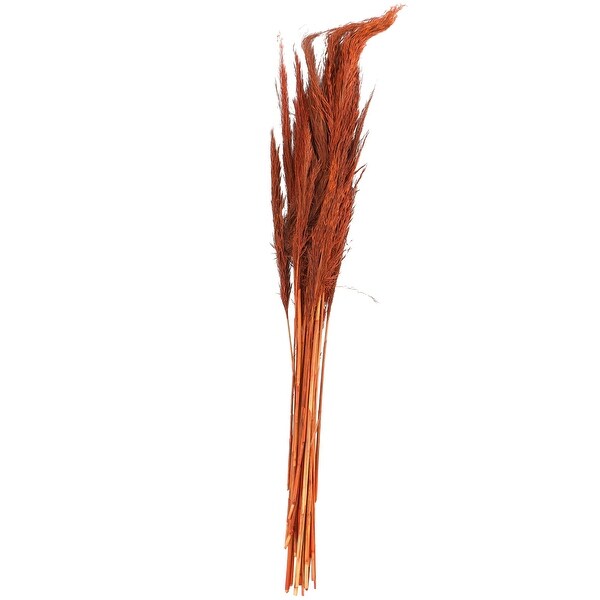 Orange Dried Plant Tall Pampas Grass Home Decor Natural Foliage