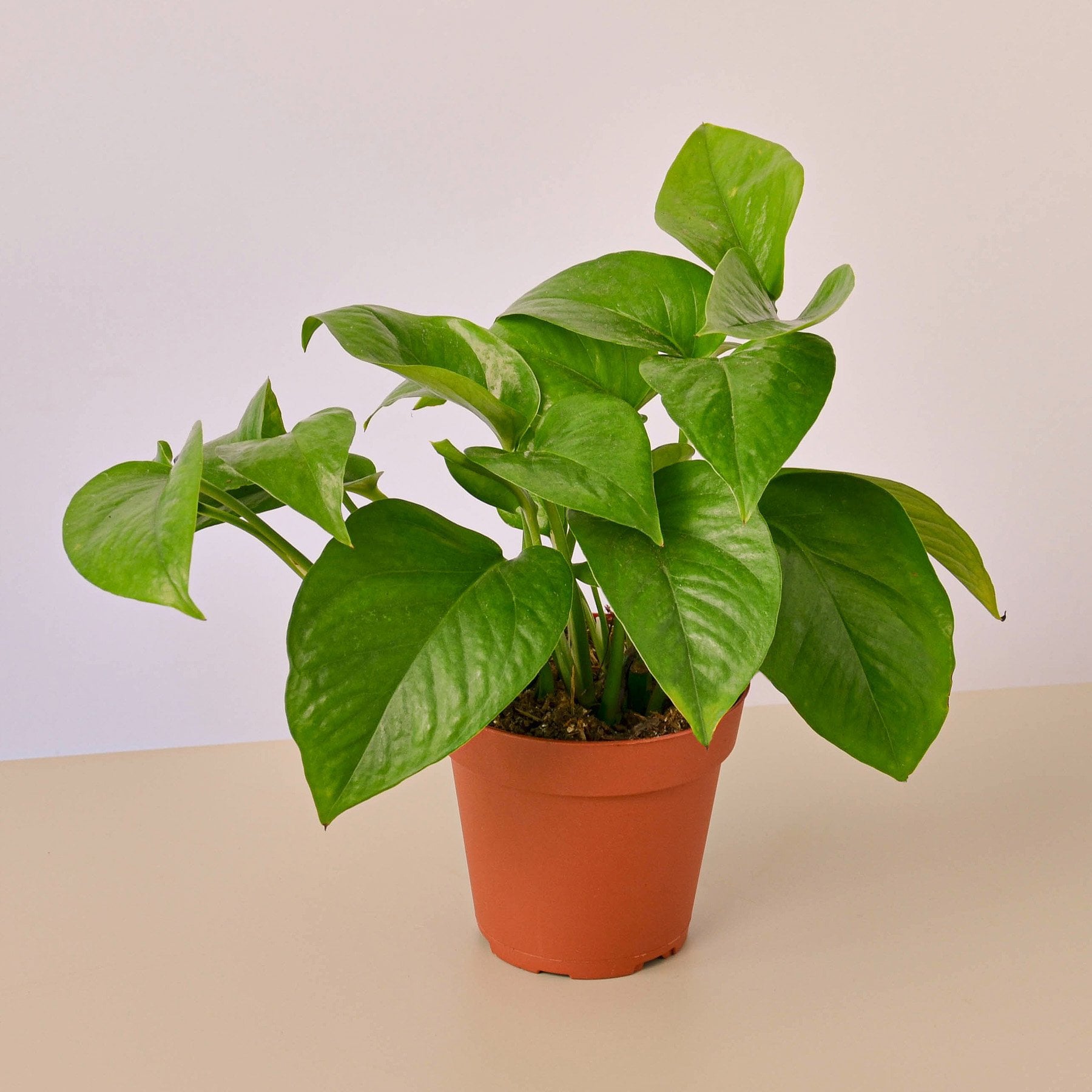 Pothos 'Green Queen' - 4