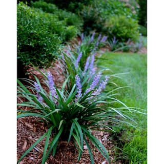 Pure Beauty Farms 1 Qt. Blue Liriope Super Plant in 4.7 in. Grower's Pot (4-Pack) DC1QLIROSUPBLU4