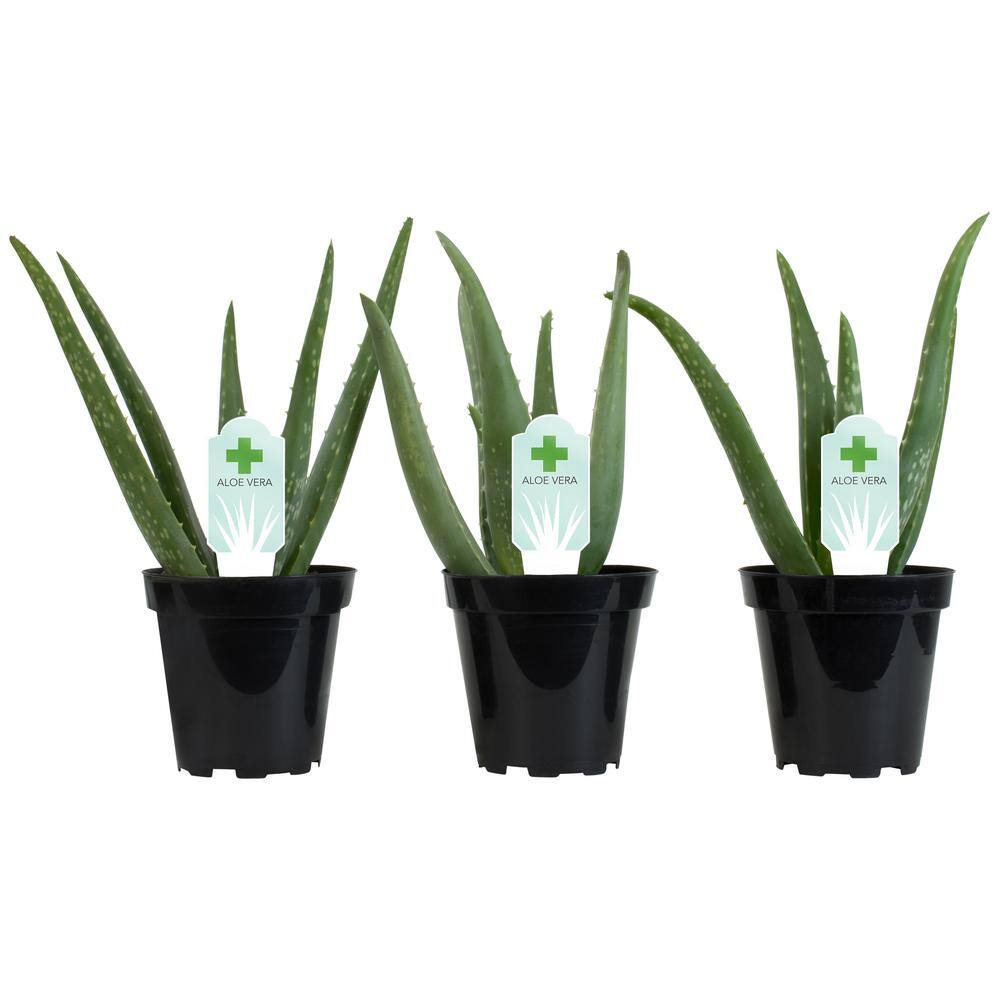 SMART PLANET 3.5 in. Aloe Vera Plant (3-Pack) 0881031