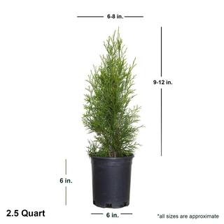 FLOWERWOOD 2.5 Qt. Emerald Green Arborvitae (Thuja) Live Evergreen Shrub Green Foliage 5520Q