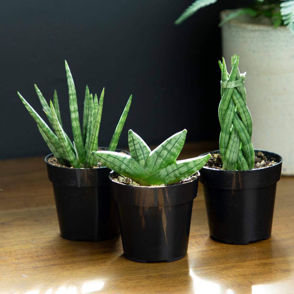 ALTMAN PLANTS Mini-Sansevieria Assortment in 2.5 in. Grow Pot (3-Pack) 0880086