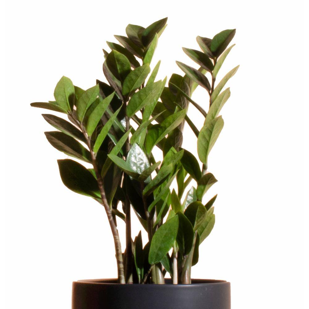 Shop Succulents Zanzibar Gem ZZ Plant in 6 in. Modern Ceramic Black Planter Pot 1-ZZ-CYL-BLK-6