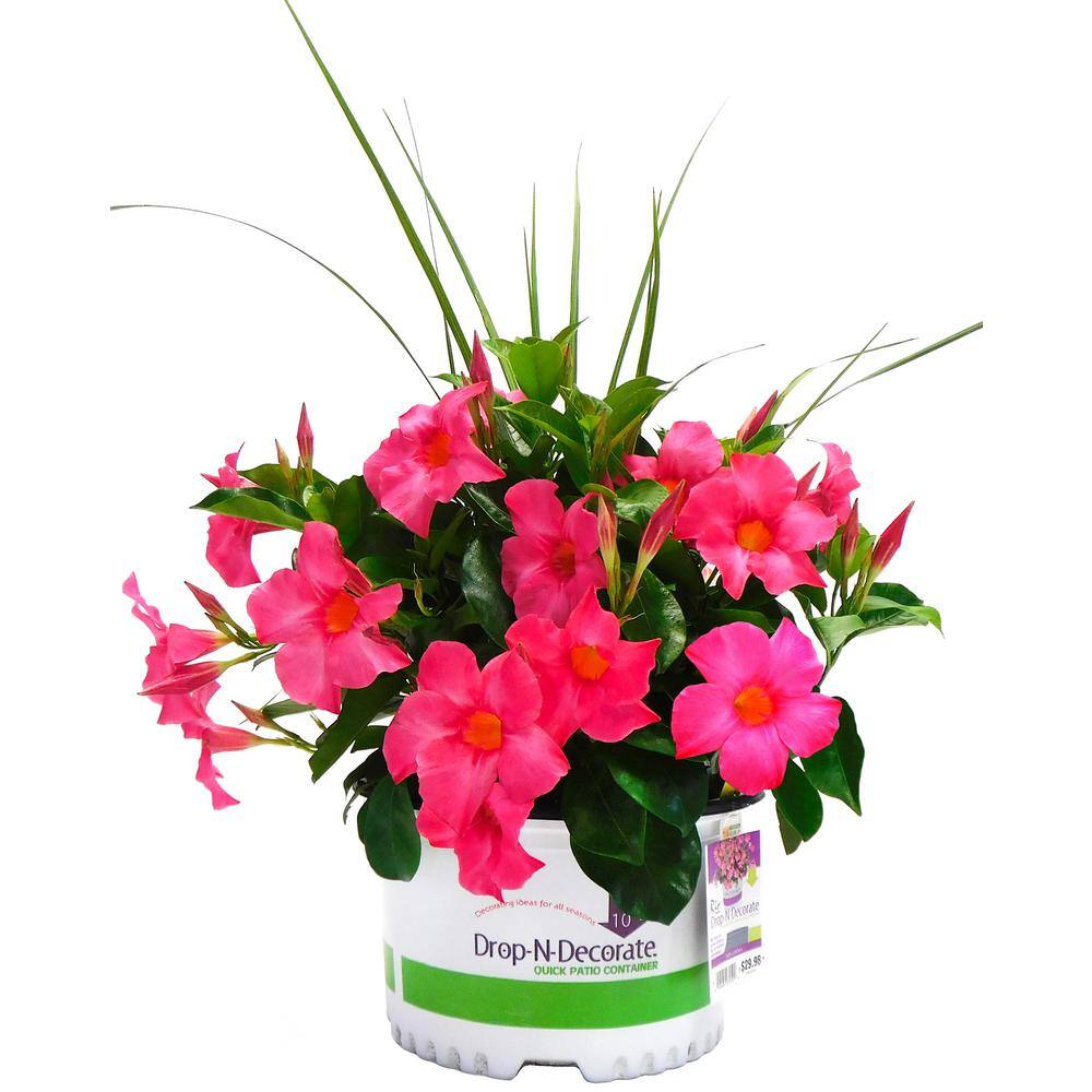 Rio #10 Drop-N-Decorate Dipladenia Flowering Annual Shrub with Assorted Colored Blooms 1001710399