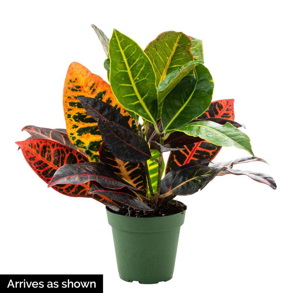 Spring Hill Nurseries 4 in. Pot Petra Croton Live Potted Tropical Plant (1-Pack) 76566