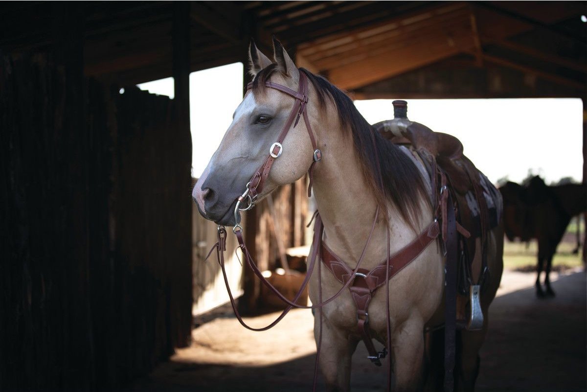 Weaver Leather Protack 1-in Horse Browband Headstall