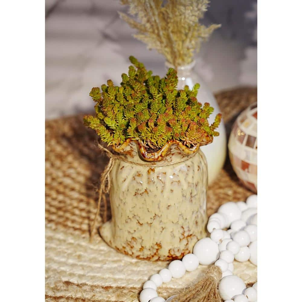 Cesicia Tasteless Stonecrop Spreading Plant (3-Pack) MMPlant10