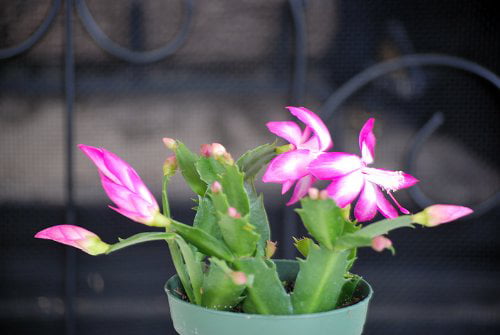 9GreenBox Pink Christmas Cactus Plant - Zygocactus - 4