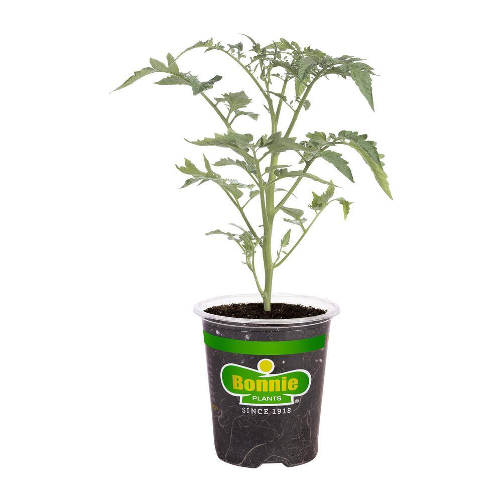 Bonnie Plants 19 oz. Tidy Treats Tomato Plant 0287