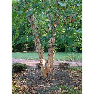 Online Orchards 3 ft. River Birch Tree SHBR003