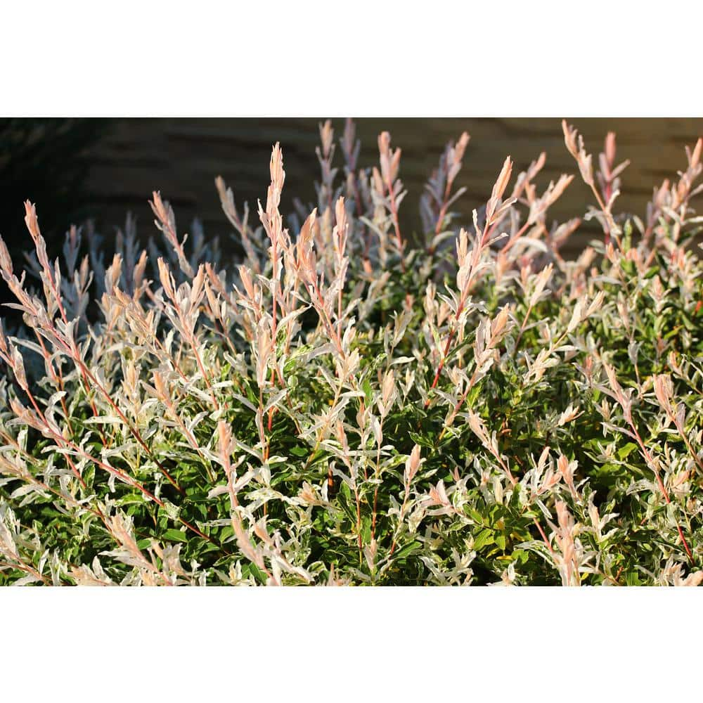 BELL NURSERY 3 Gal. Hakuro Nishiki Dappled Willow (Salix integra) Live Shrub Tree SALIX3HAK1PK