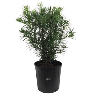NATURE'S?WAY FARMS Podocarpus Live Outdoor Plant in Growers Pot Avg Shipping Height 2 ft. to 3 ft. Tall 5800