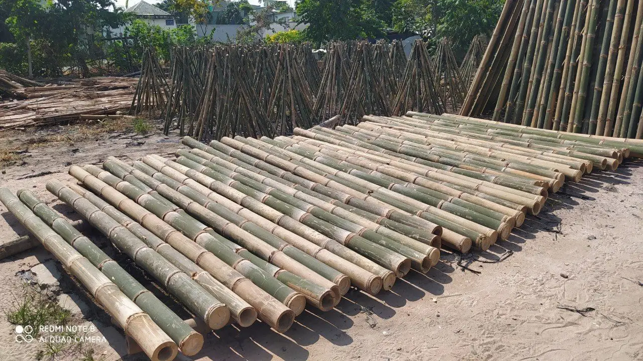 100% Natural Bamboo Poles Vietnam Bamboo Canes for Sale in Large Quantities Bamboo Canes for Garden Supplies