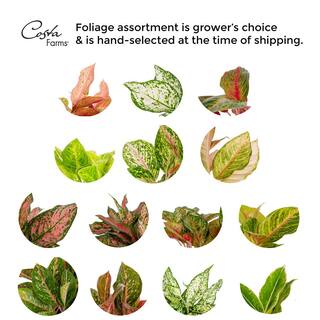 Vigoro Grower's Choice Aglaonema Chinese Evergreen Indoor Plant in 6 in. White Décor Pot Avg. Shipping Height 1-2 ft. (2-Pack) CO.AGS6.3.VI.WH