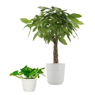 Vigoro 10 in. Pachira Money Tree and 6 in. Golden Pothos Plant in White Decor Planter (2 Pack) ML-PPT-S-VPW-02