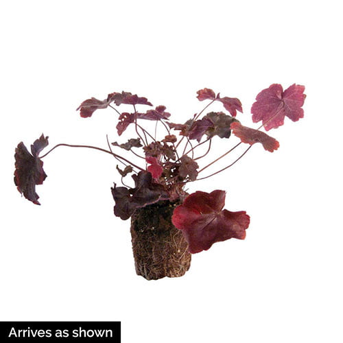 Frilly Leaved Coral Bells Shade Loveing Perennial， Bare Root Starter Plant 1-Pack