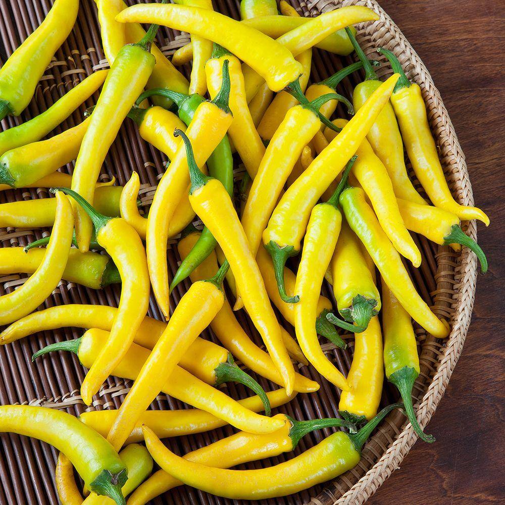 Bonnie Plants 19 oz. Hot Golden Cayenne Pepper Plant 2201