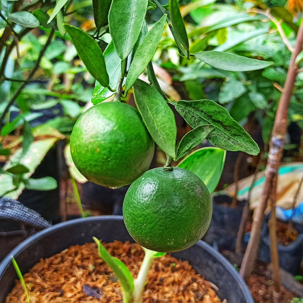 Garden State Bulb Persian Lime Tree Live Plant (1 gal. Pot) ECS-22-01-01
