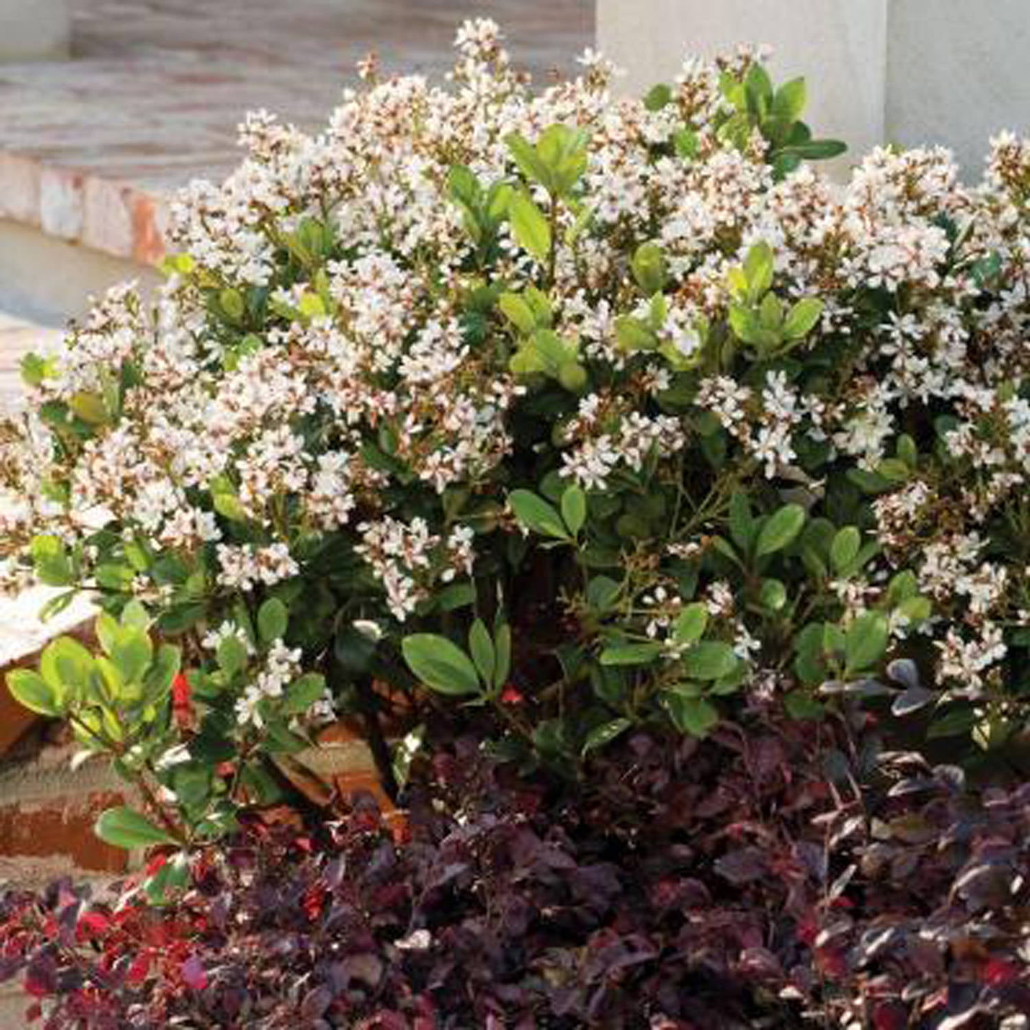 Spring Sonata Indian Hawthorne (2 Gallon) Flowering Evergreen Shrub with White Blooms - Full Sun to Part Shade Live Outdoor Plant - Southern Living Plant Collection