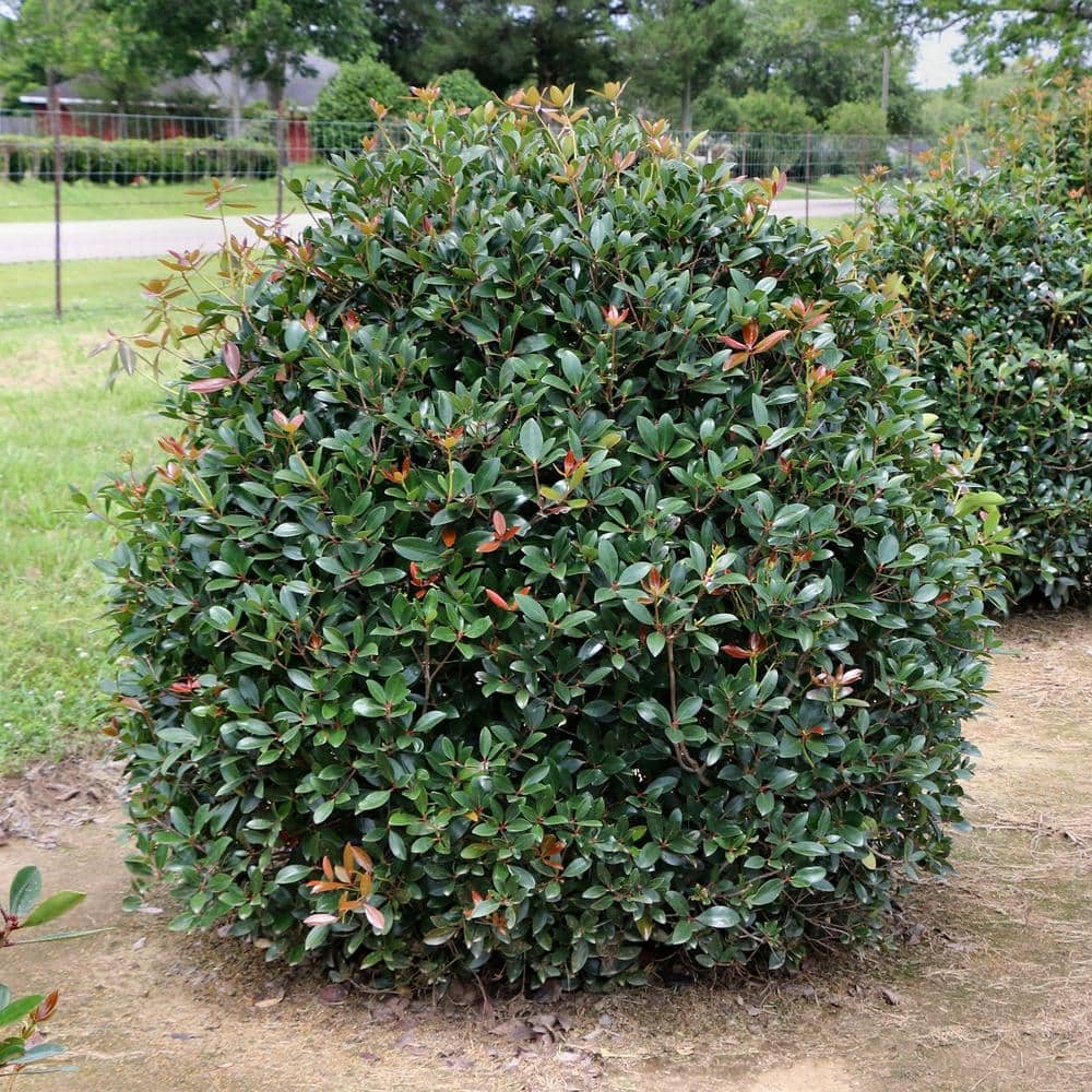 national PLANT NETWORK 2.25 Gal. Cleyera Japonica Shrub HD7122