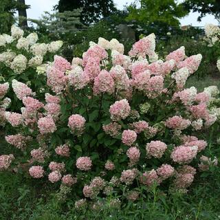 FIRST EDITIONS 2 Gal. Strawberry Sundae Hydrangea Shrub with White to Pink Flowers 14437