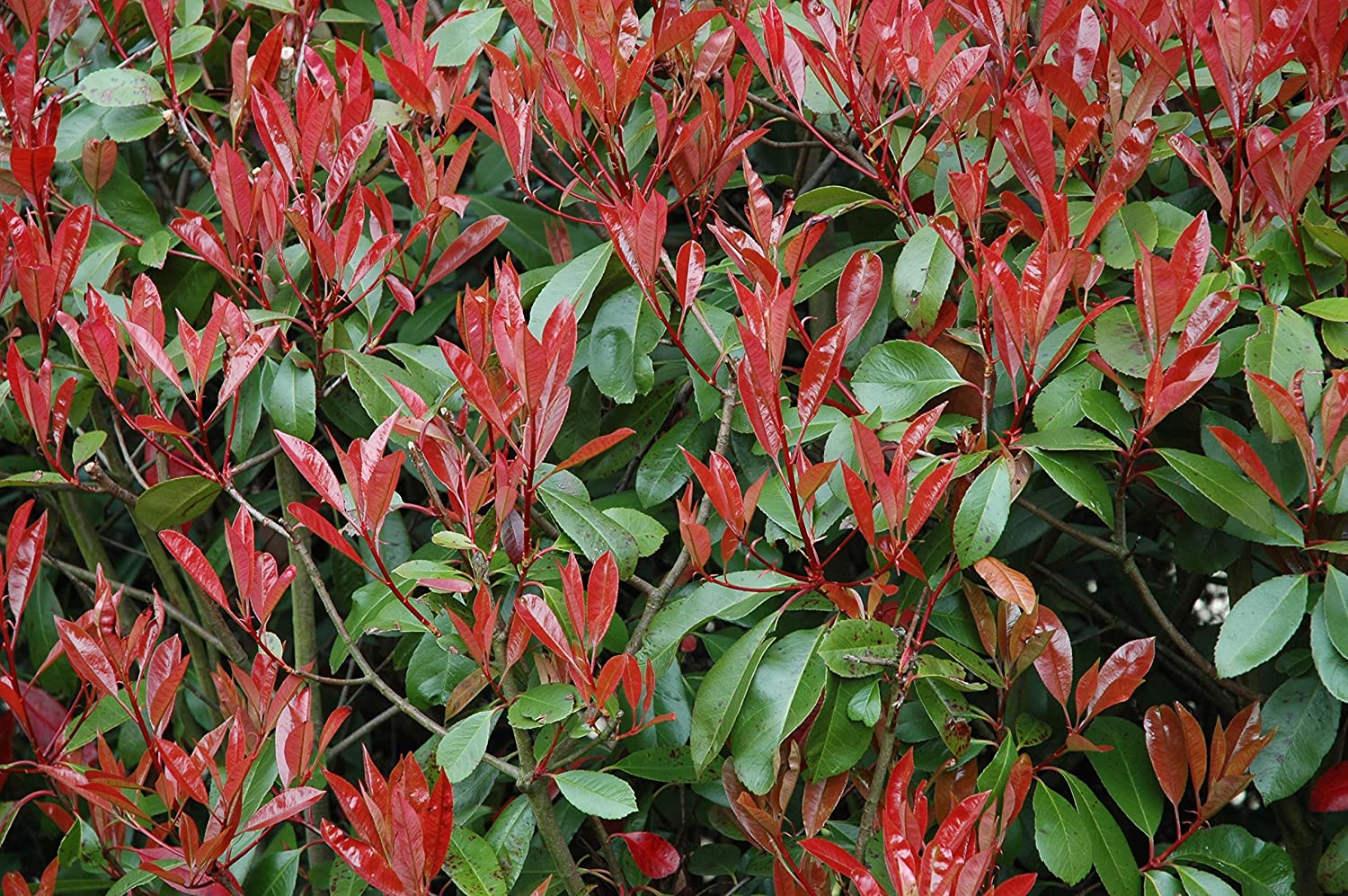 12 Photinia Red Tip Live Shurbs Plants Outdoor