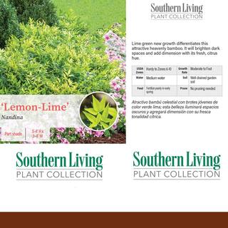 Southern Living 2 Gal. Lemon Lime Nandina Shrub with Lime Green Foliage 14409