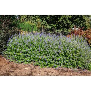 BLOOMIN' EASY 2 Gal. Beekeeper Bluebeard (Caryopteris) Live Shrub Blue Flowers DGCY4893