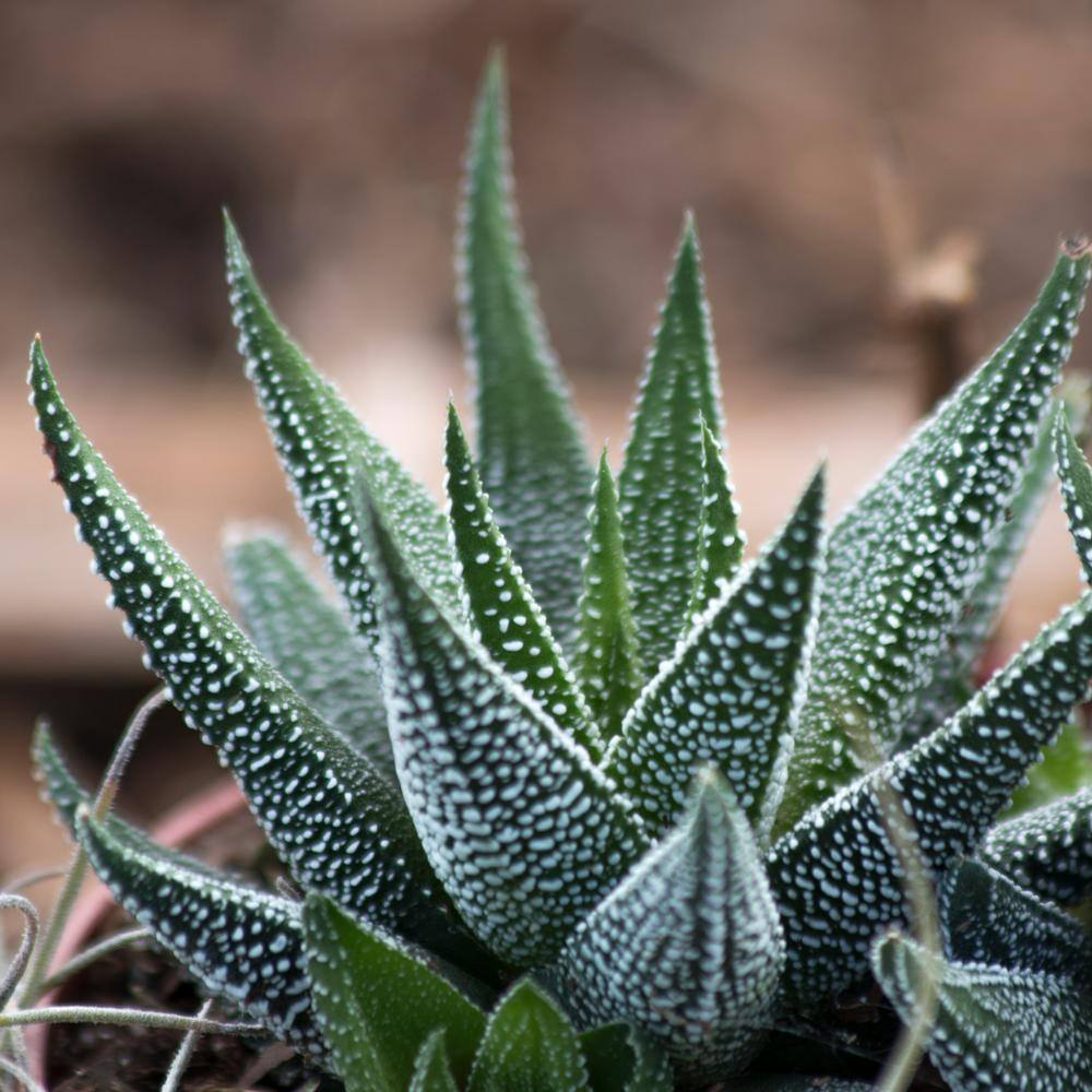 Costa Farms Haworthia Indoor Succulent Assortment in 4 in. Grower Pot Avg. Shipping Height 5 in. Tall  (3-Pack) 4SUCHAWGROW3PK