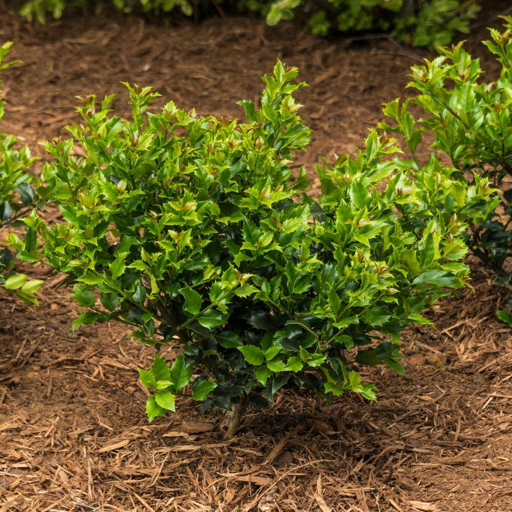 Spring Hill Nurseries 2.25 Gal. Pot Blue Prince Holly Bush Live Potted Broadleaf Evergreen Shrub (1-Pack) 92337
