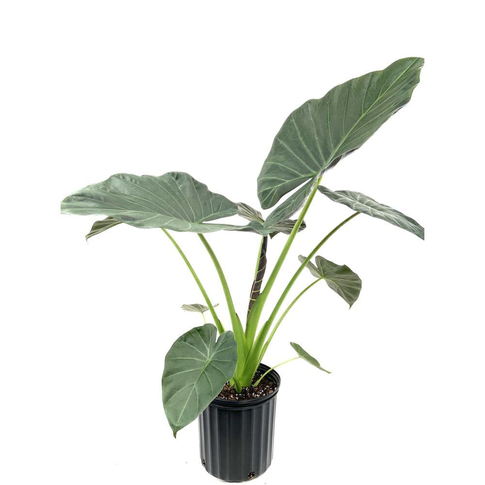 Wekiva Foliage Regal Shield Elephant Ear Alocasia - Live Plant in a 10 in. Pot - Alocasia 'Regal Shield' - Florist Quality E0-FJ2S-4925