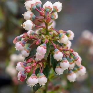 BUSHEL AND BERRY 2 Gal. Bushel and Berry Peach Sorbet Blueberry Live Plant 19572