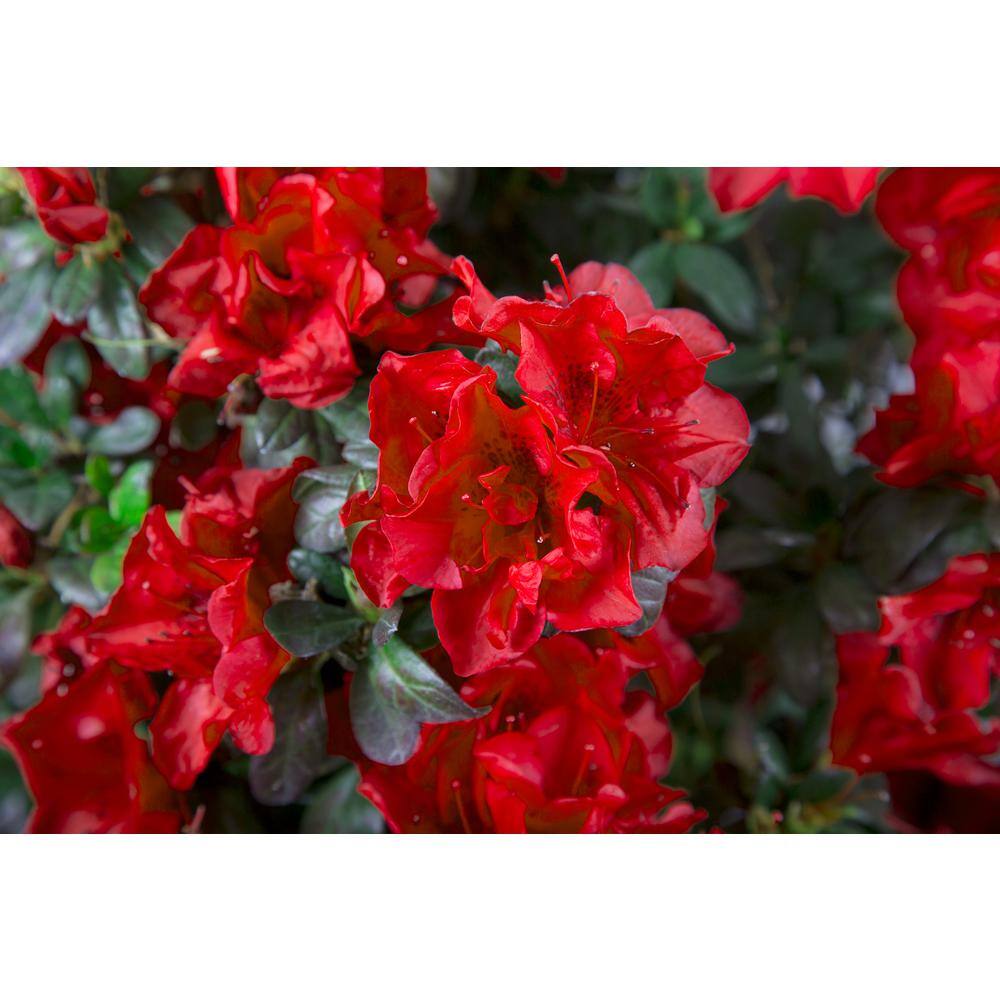 ENCORE AZALEA 1 Gal. Encore Autumn Fire Azalea Shrub with Rich True Red Color Reblooming Flowers 10213