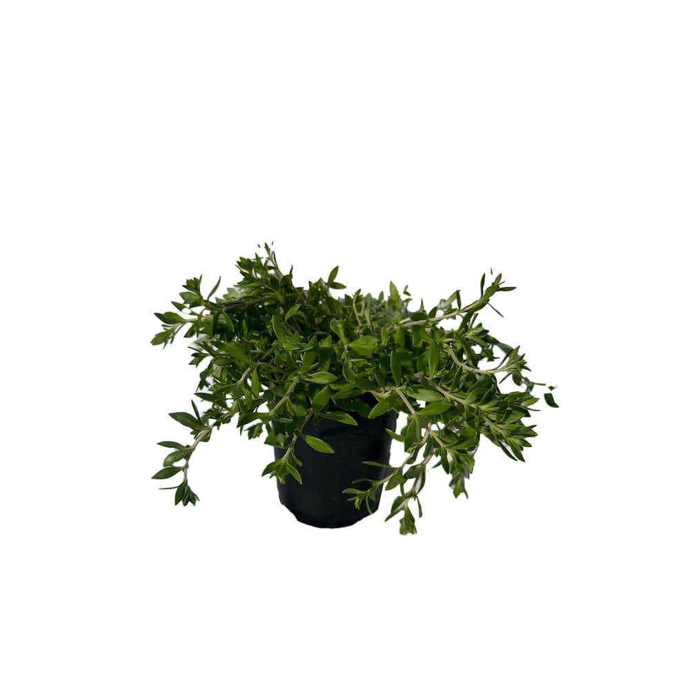 Cesicia 3-Piece Non-Fragrant Live Sedum Sarmentosum Stonecrop Planter Pet-safe RichM815Cacti14