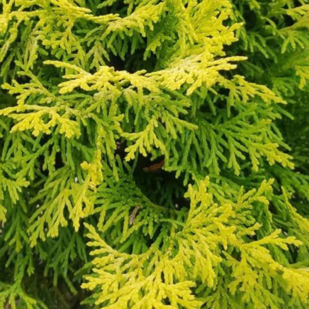 SOUTHERN LIVING 2.5 qt. Night Light Chamecypris (False Cypress) Evergreen Shrub with Bright Yellow and Green Foliage 0858Q