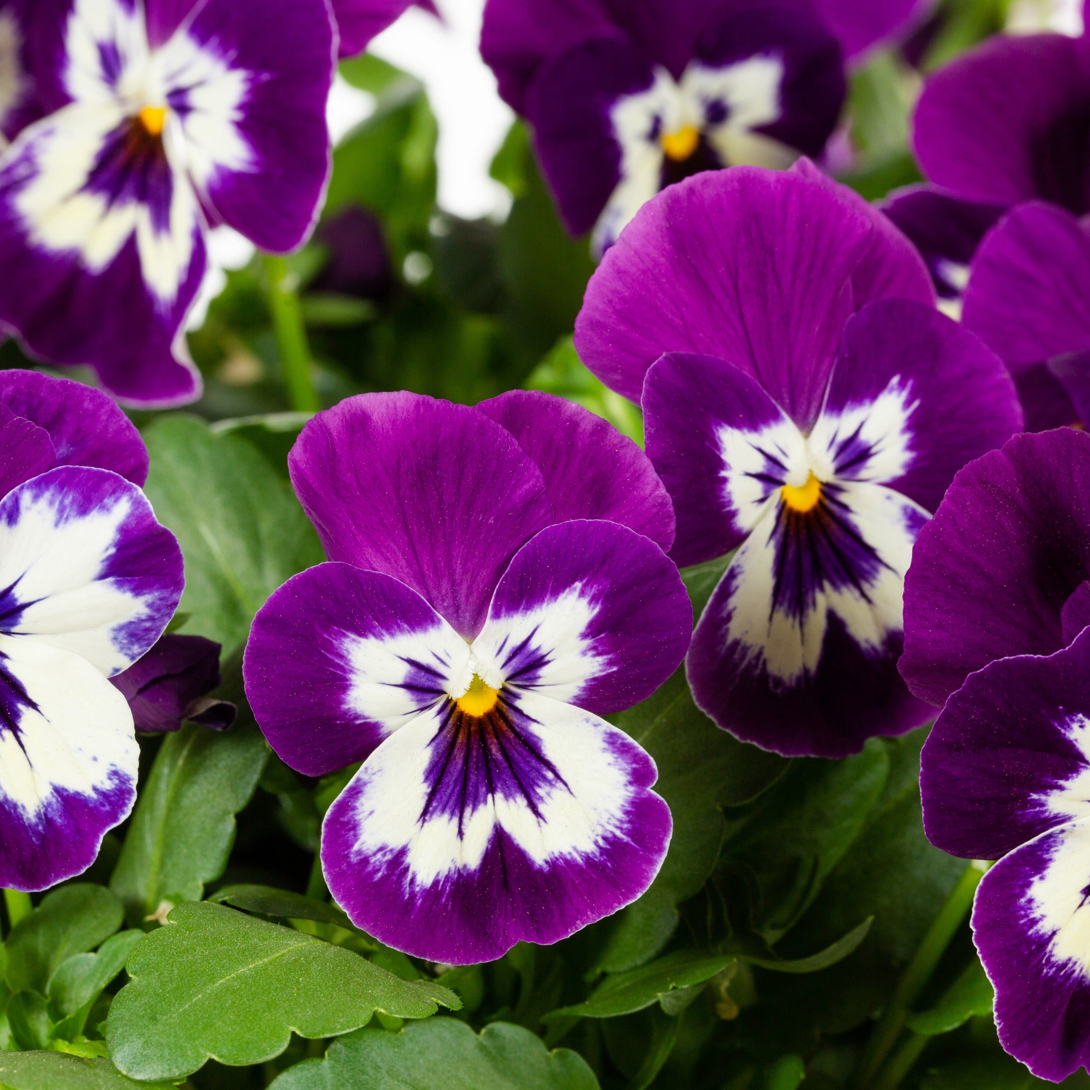 Better Homes and Gardens 2.5 Quart Bicolor Purple and White Pansy Annual Live Plants (3 Count) with Grower Pot