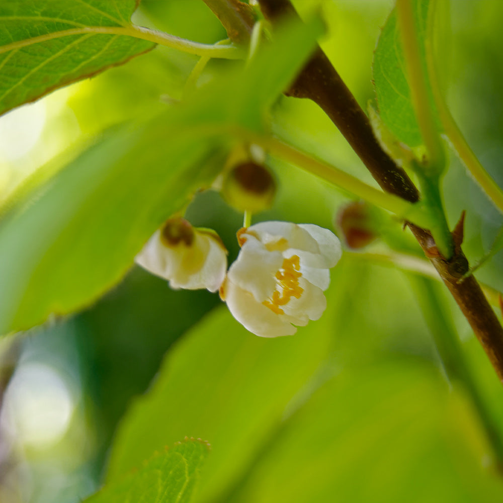 Prolific Kiwi - USDA Organic