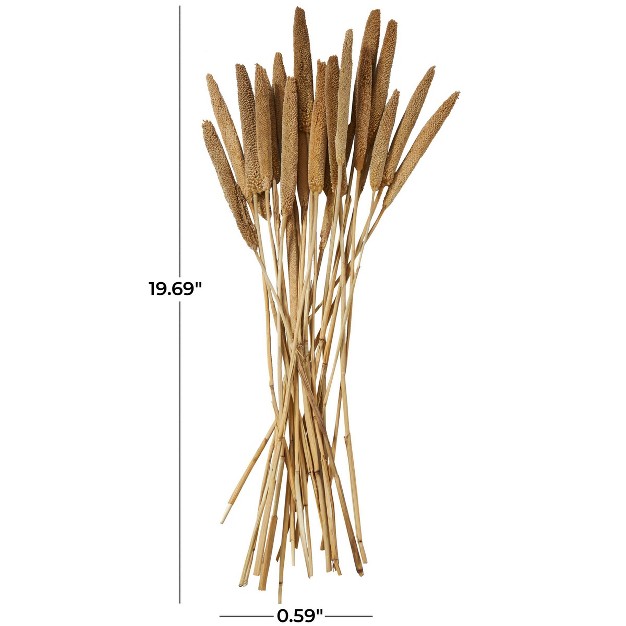 20 x27 x27 X 1 x27 x27 Dried Plant Bunny Tail Natural Foliage With Long Stems Brown Olivia amp May