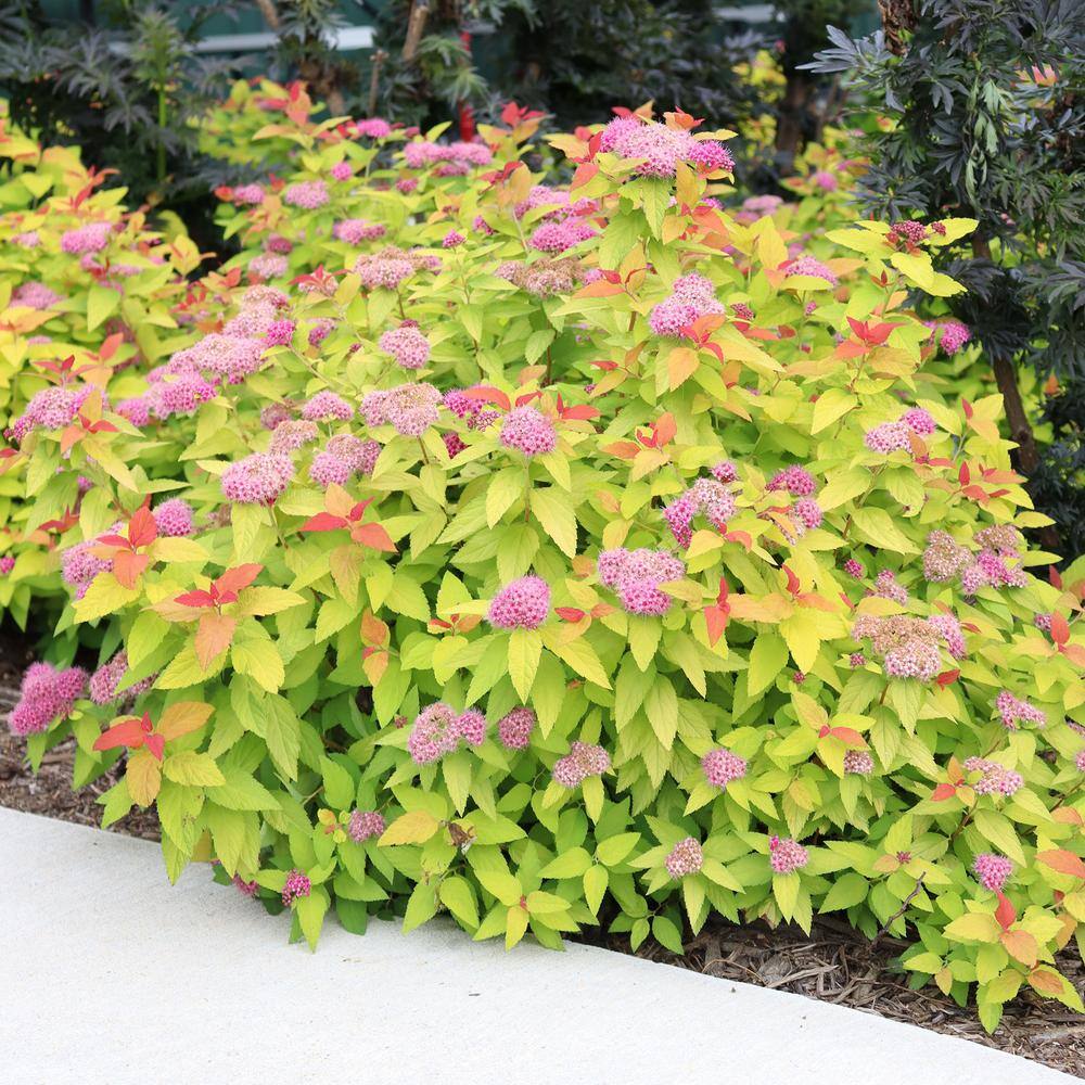 PROVEN WINNERS 2 Gal Double Play Candy Corn Spirea Shrub with Purple Flowers 16870