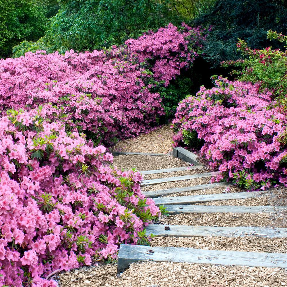 national PLANT NETWORK 2.25 Gal. Azalea Formosa Flowering Shrub with Purple Blooms HD7005