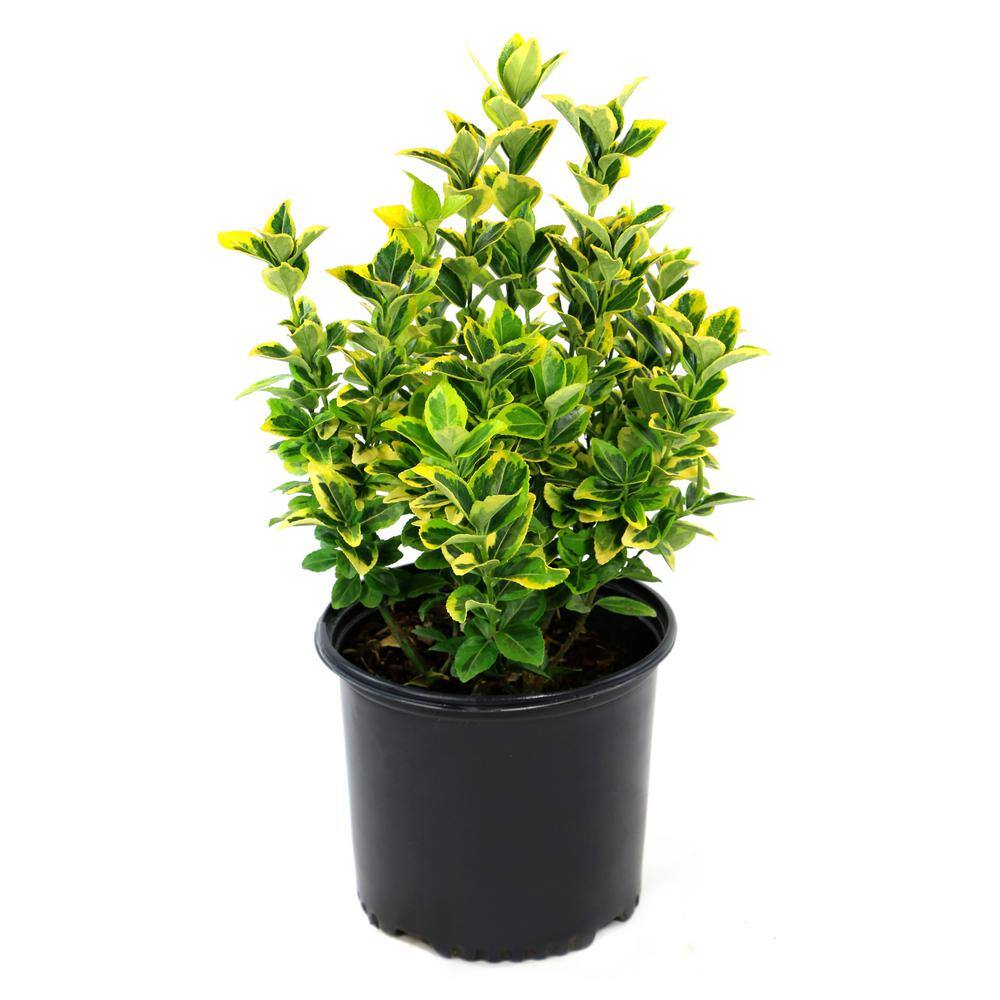 national PLANT NETWORK 2.25 Gal. Euonymus Golden Flowering Shrub with White Blooms HD1080