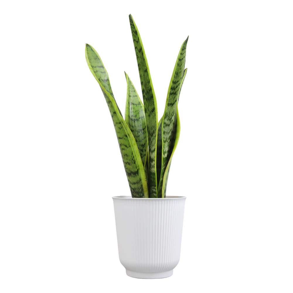 ALTMAN PLANTS Decorative Snake Plant Gift (Sansevieria Laurentii) in 4.25 in. White Pot 0873203