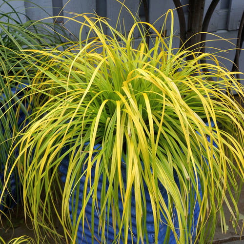 EverColor Everillo Carex 'Sedge' (2.5 Quart) Brightly Colored Perennial Grass with Yellow Foliage - Part Sun to Shade Live Outdoor Plant - Southern Living Plant Collection