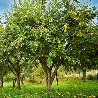 Golden Delicious Apple Tree APPGOL05G