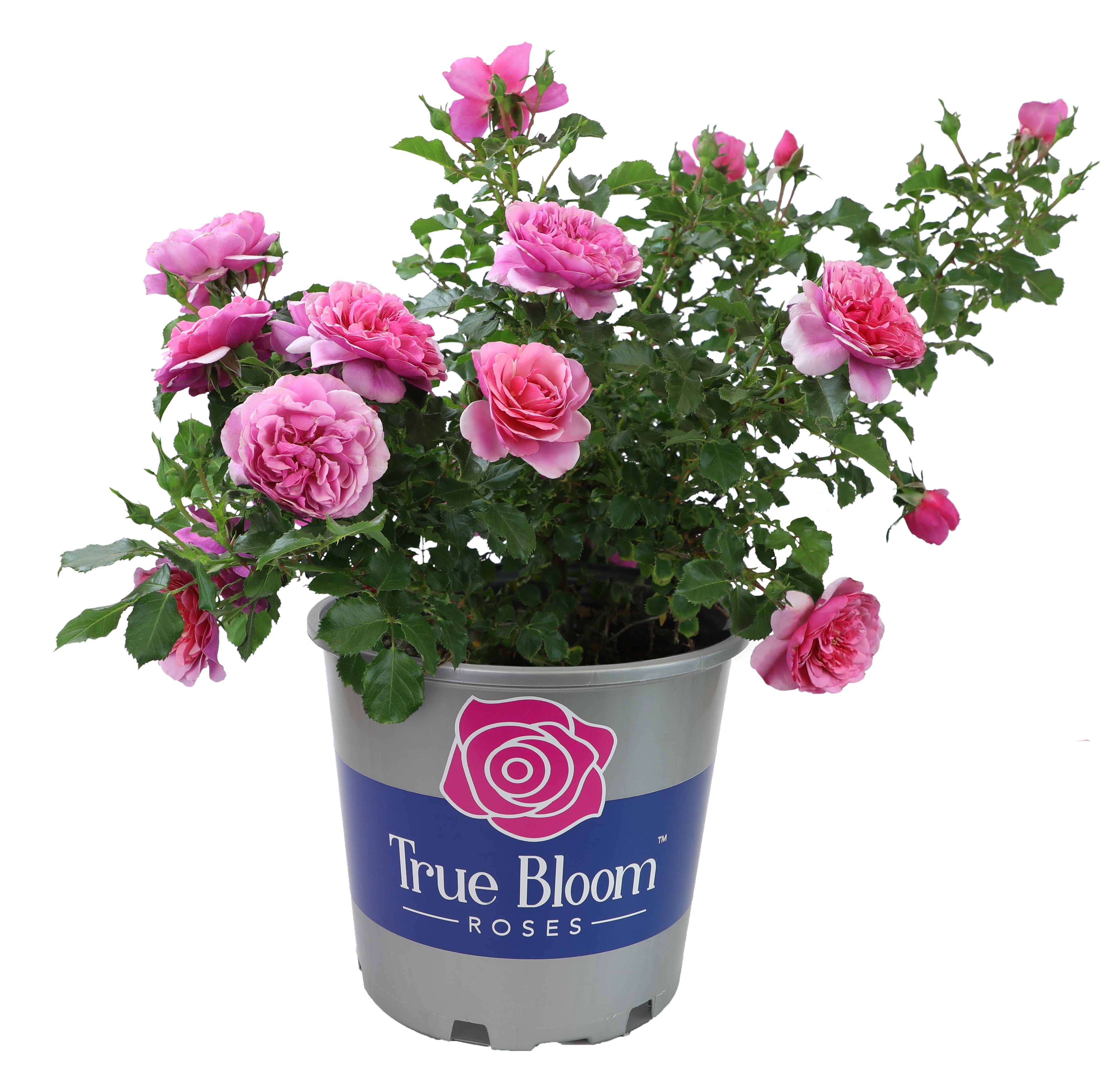 True Bloom by Altman Plants 8QT True Inspiration Light Pink Rose Live Plant Pot