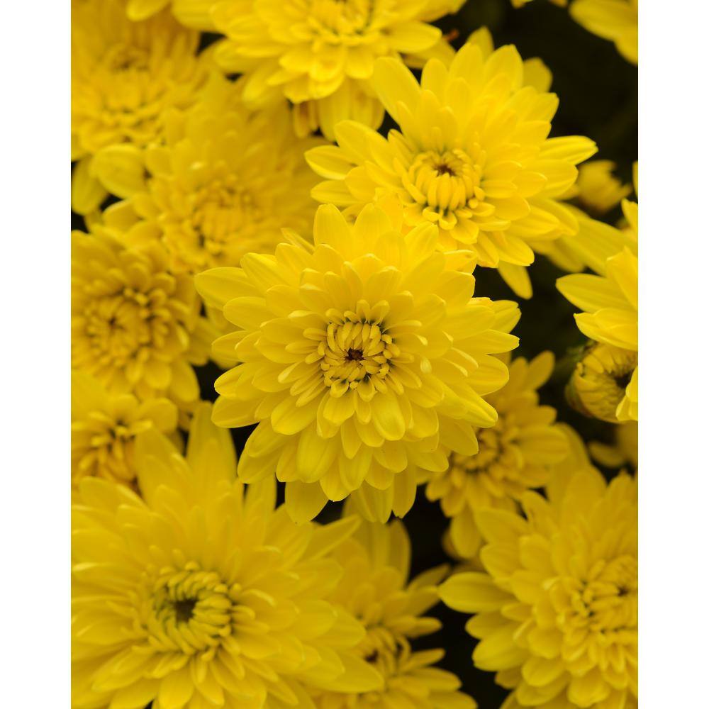 BELL NURSERY 6 in. Mum Yellow Live Annual Plant (2-Pack) CHMUM6YEL2PK