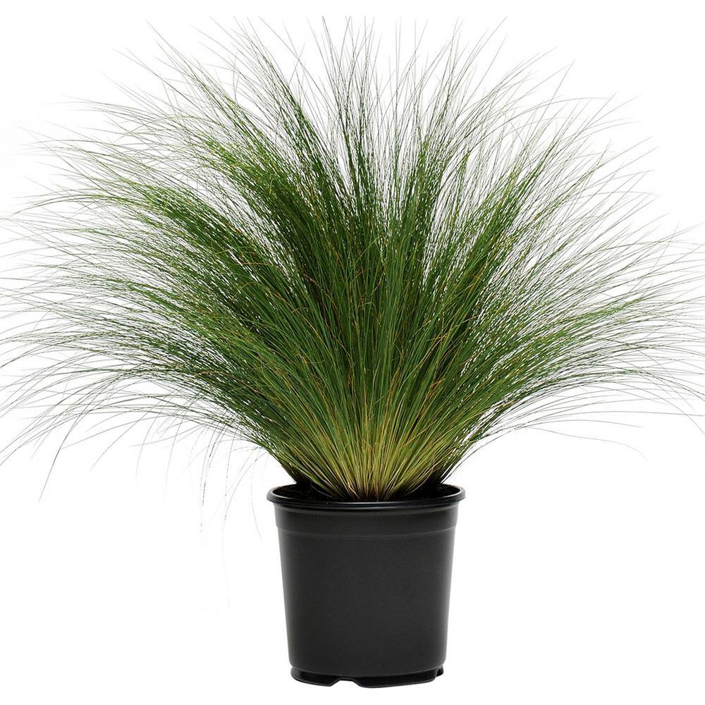 Perennial Grass Stipa Pony Tails 2.5 qt. 1466